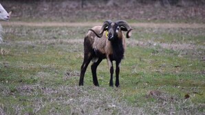 Una cabra en un campo cubierto de hierba con una cerca de alambre al fondo.