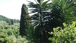 Un jardin avec différentes sortes de plantes et une piscine en arrière-plan.