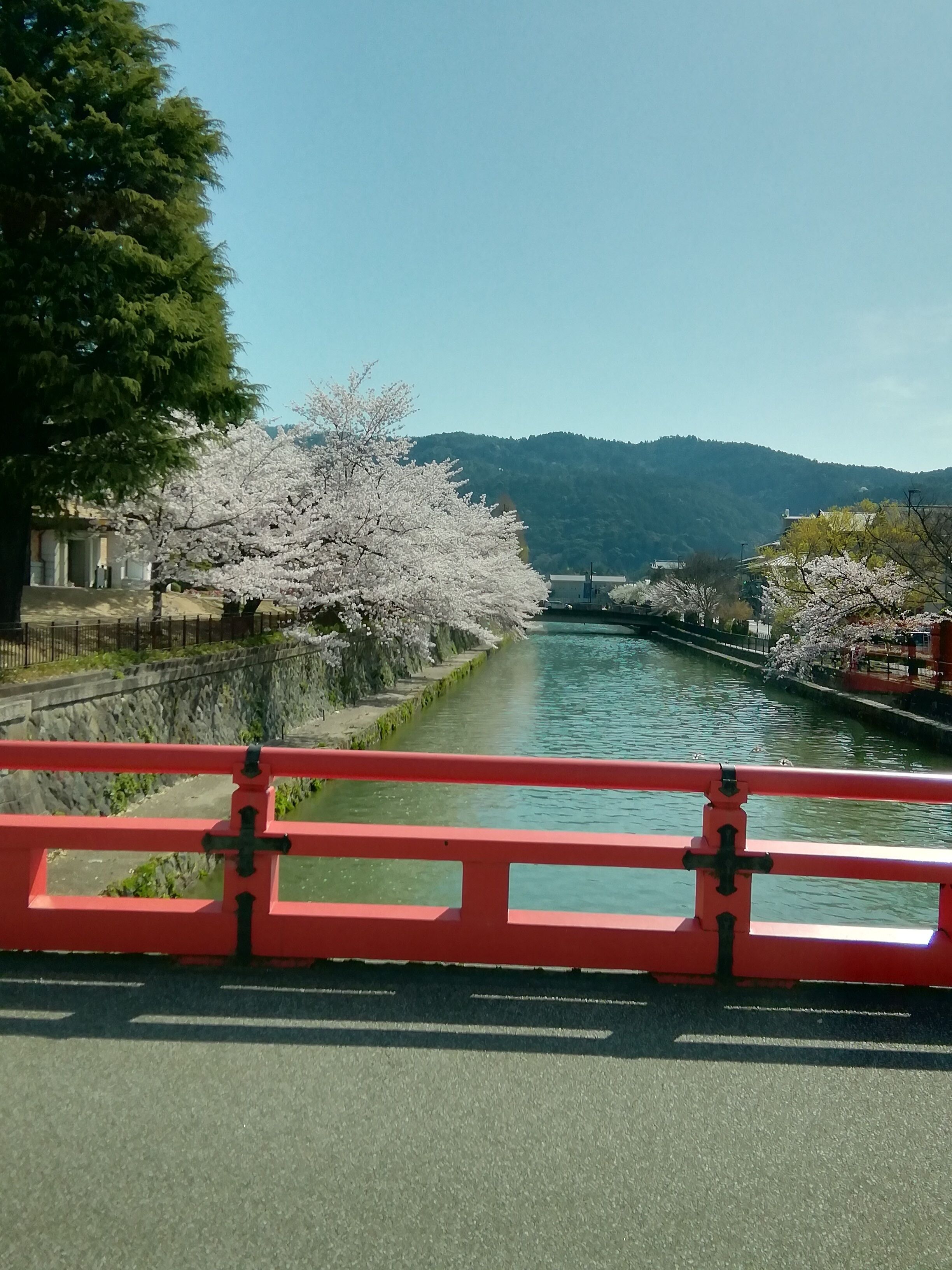 A bridge with a red railing, a canal with water, and cherry blossom trees on either side.
