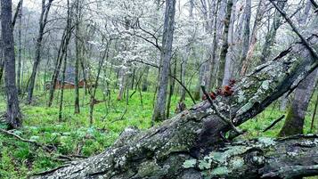 A forest with a fallen tree in the foreground, surrounded by green undergrowth and trees.