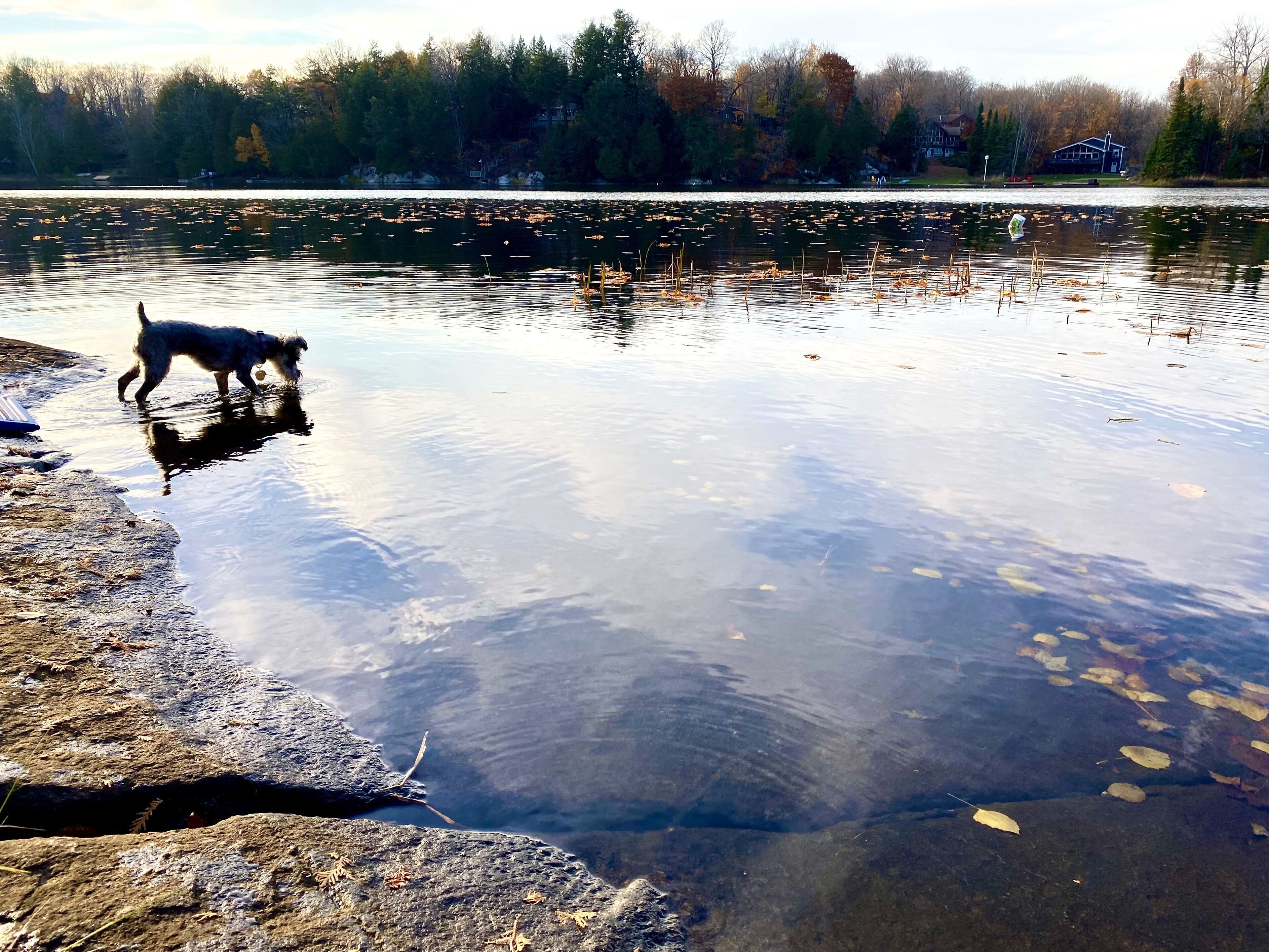 A dog near a body of water with a rocky shore and trees in the background.
