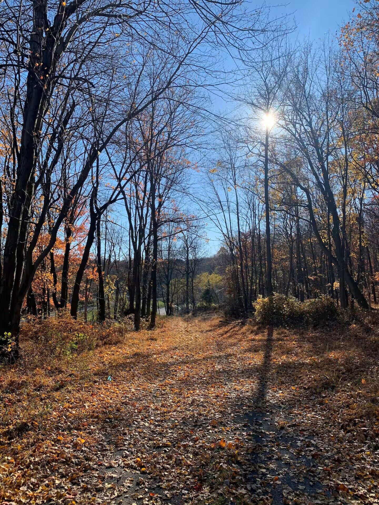 A forest path with trees and fallen leaves, leading towards a body of water.