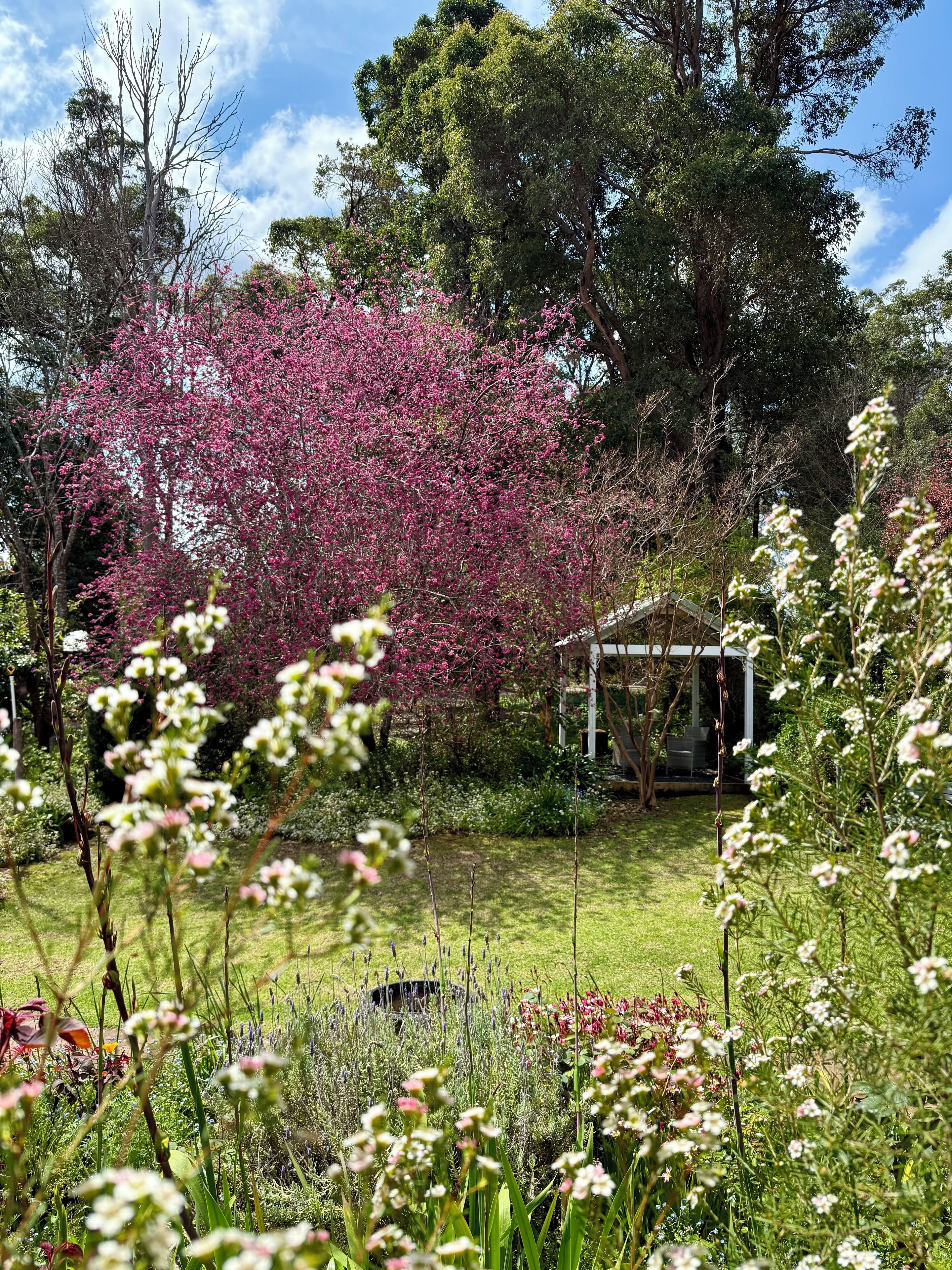 Luxury House | Garden