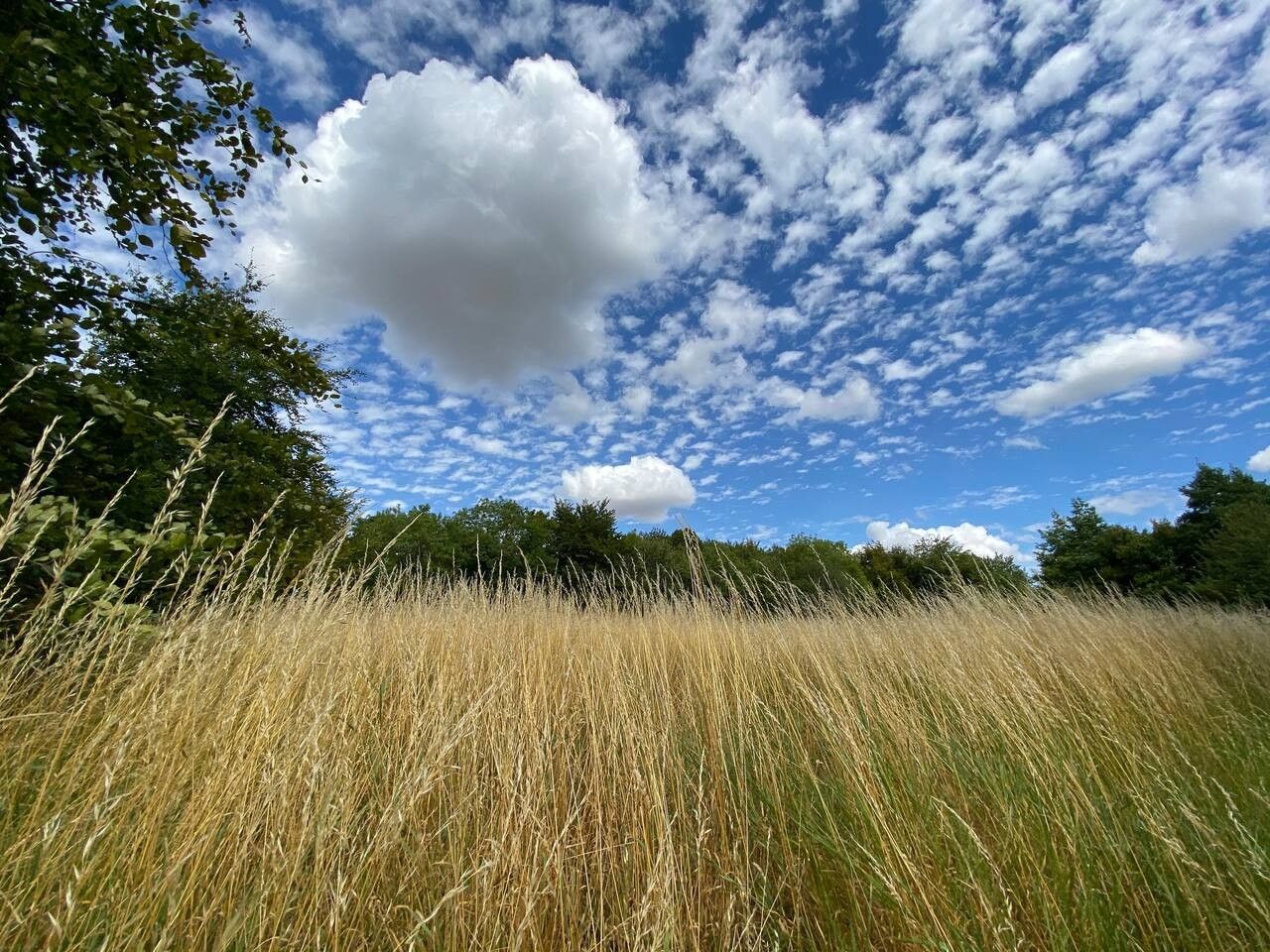 Um campo com grama alta e árvores sob um céu parcialmente nublado.