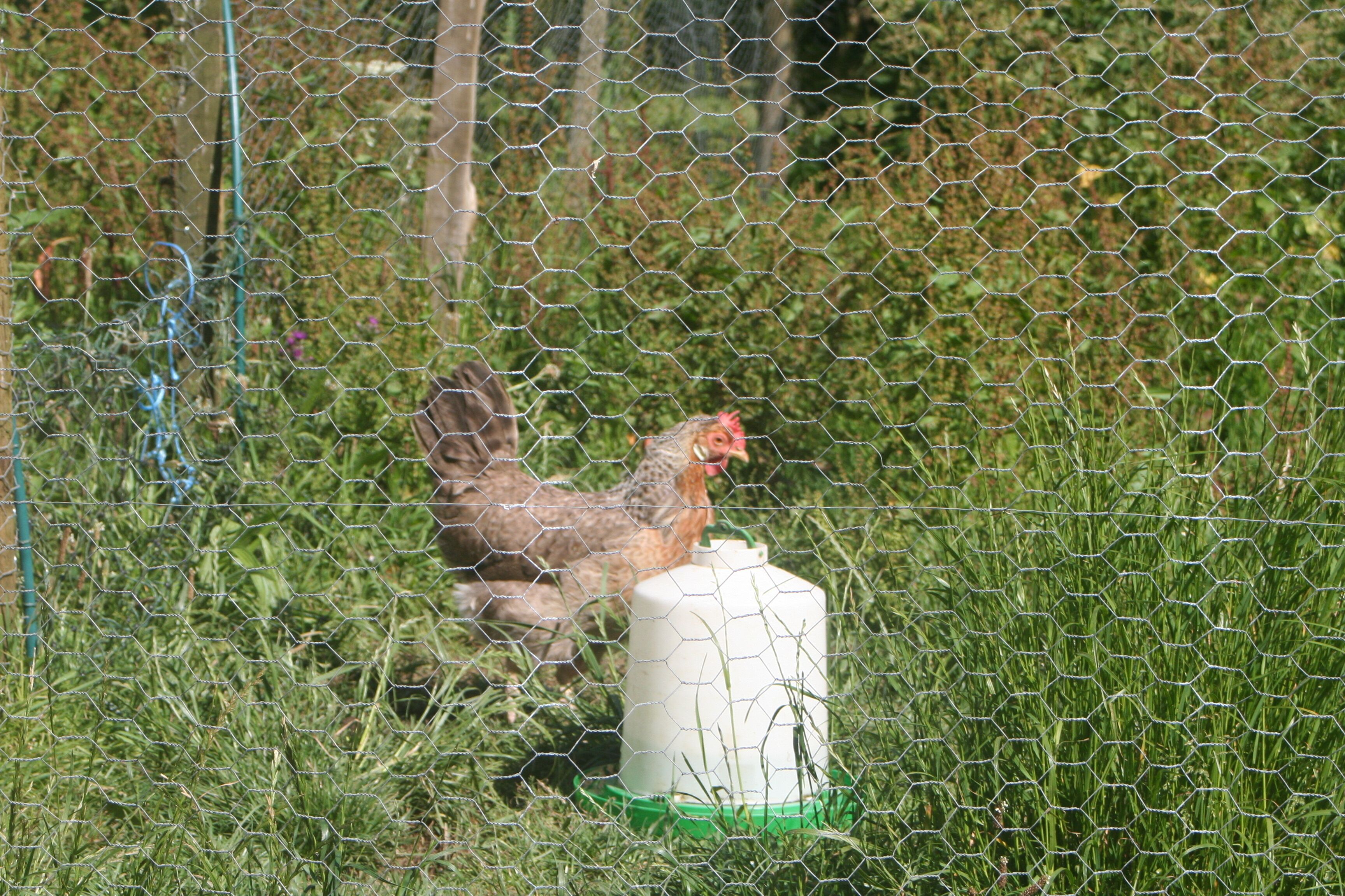 A chicken behind a wire fence with a white feeder in a grassy area.
