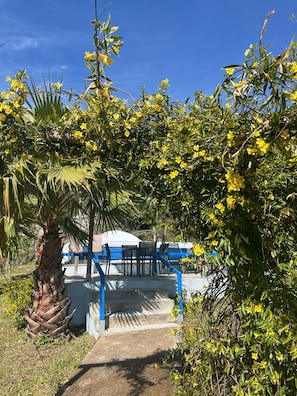 A pathway leading to a building with a blue railing and a palm tree on the left.