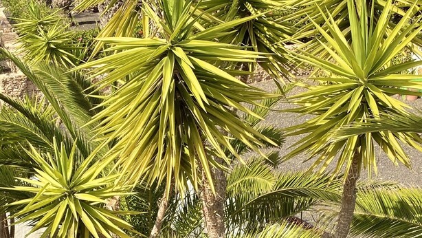 A garden with various palm trees and plants.