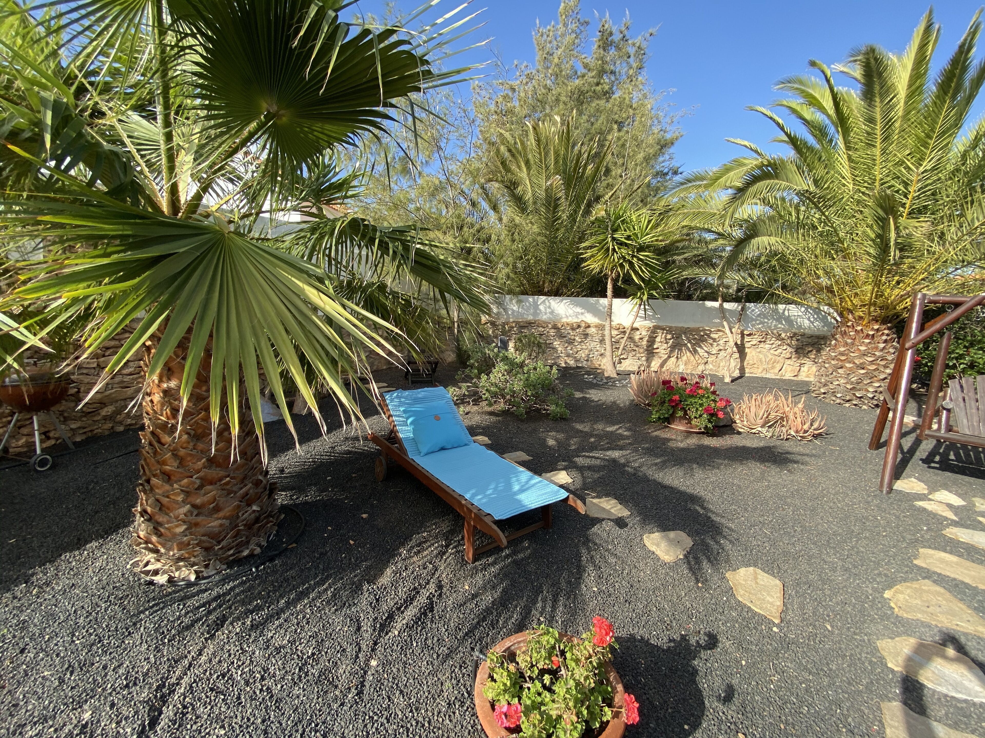 A garden with a blue lounge chair, a palm tree, and various plants.