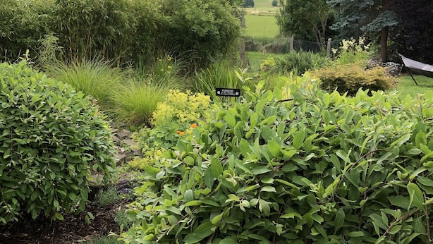 A garden with various plants and a wooden deck. - Cozy vacation home at the foot of the Hoher Meißner (Meißner)