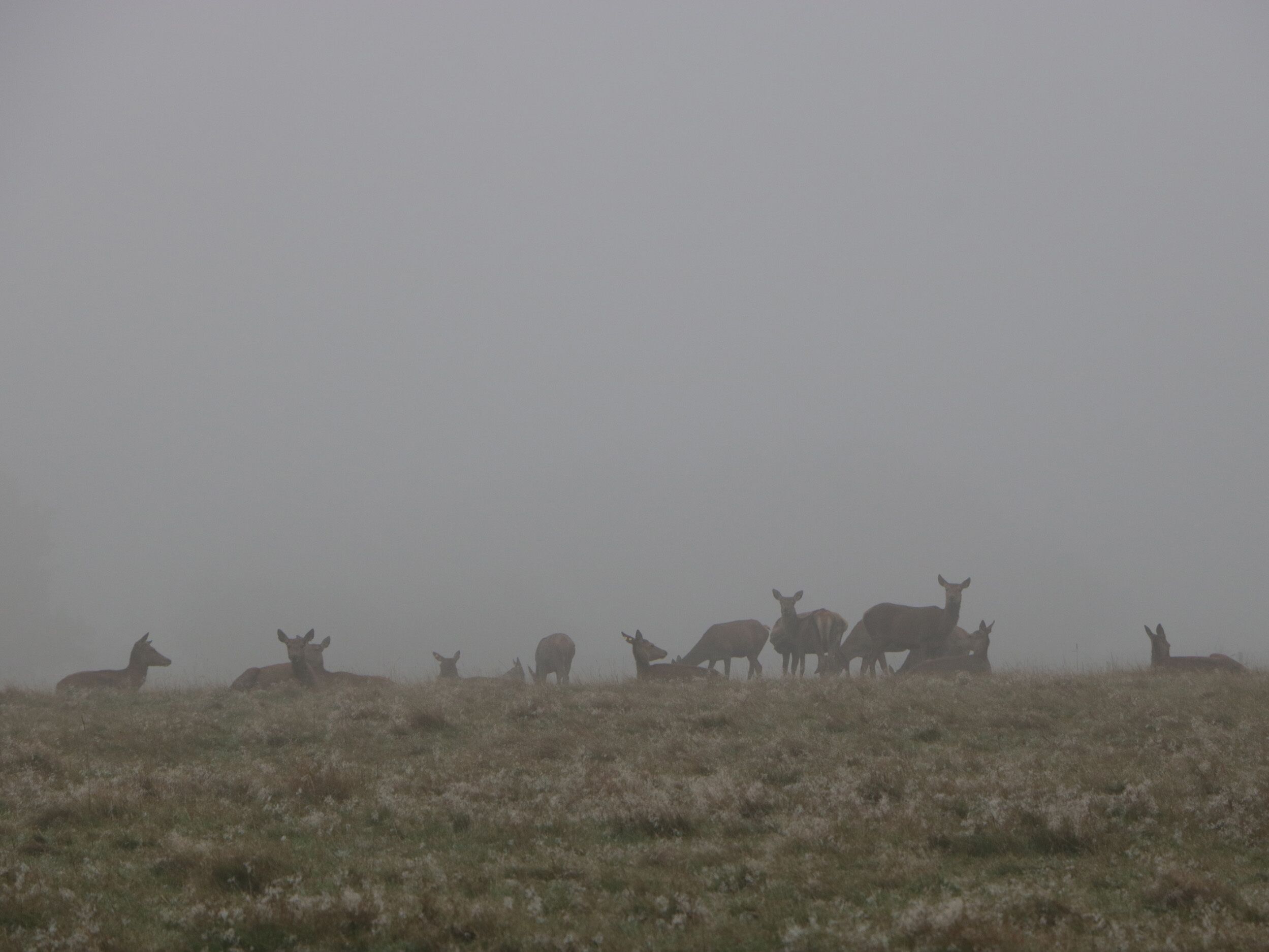 Un champ brumeux où plusieurs cerfs paissent.