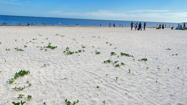 A sandy beach with people and small green plants scattered across the sand. - Impeccable 3-bed Apartment in Mombasa (Mombasa)