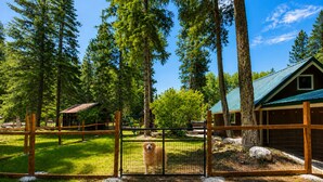 A fenced outdoor area with a dog, a wooden cabin, and tall trees. - Lil Bigfoot Chalet 2 Bedroom Home by NW Comfy Cabins by RedAwning (Leavenworth)