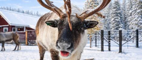 A reindeer with large antlers in a snowy outdoor setting.