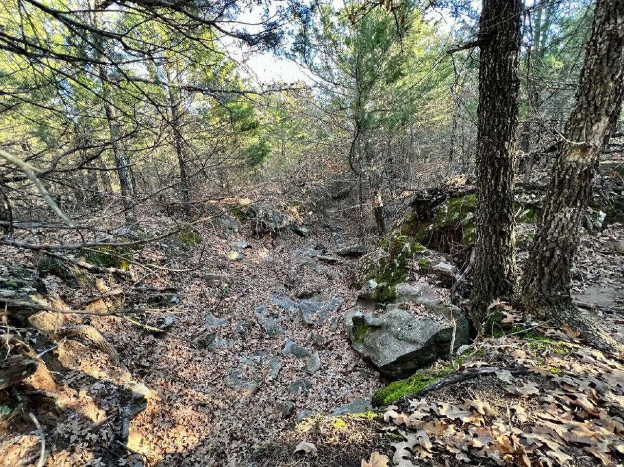 A forest trail with rocks and trees.