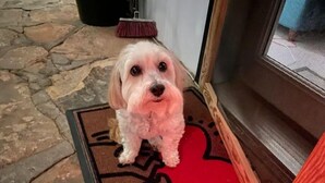 Ein Hund auf einer roten Matte mit einem schwarzen Pfotendruck, vor einer Tür mit Holzrahmen und einem Metallgitter.