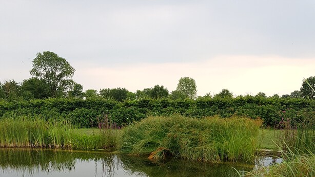 Un étang paisible, entouré d’une végétation luxuriante et d’arbres.