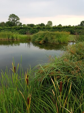Ein ruhiger Teich, umgeben von üppigem Grün und Bäumen.