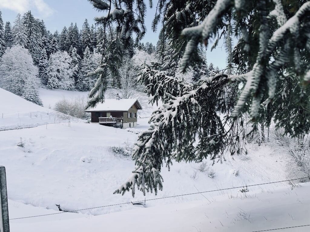 A snow-covered landscape with a cabin and dense evergreen trees.