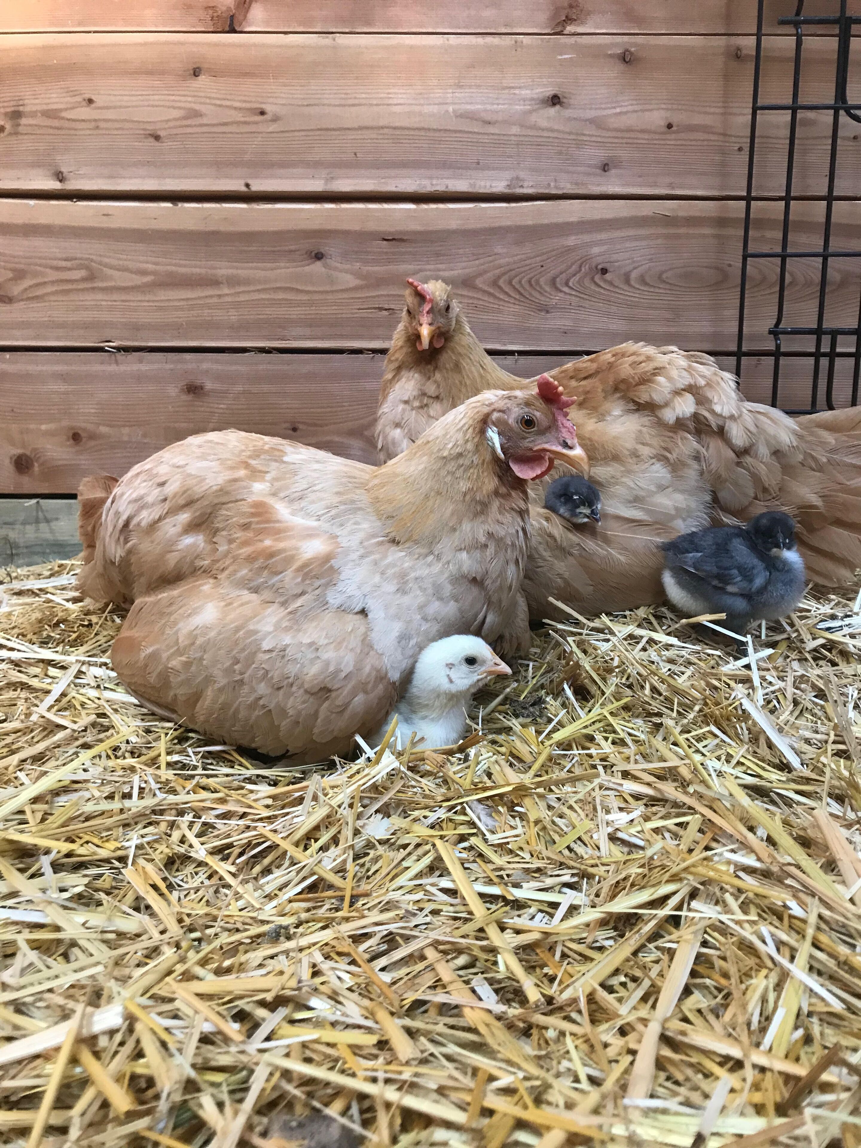 A henhouse with wooden walls and straw bedding.