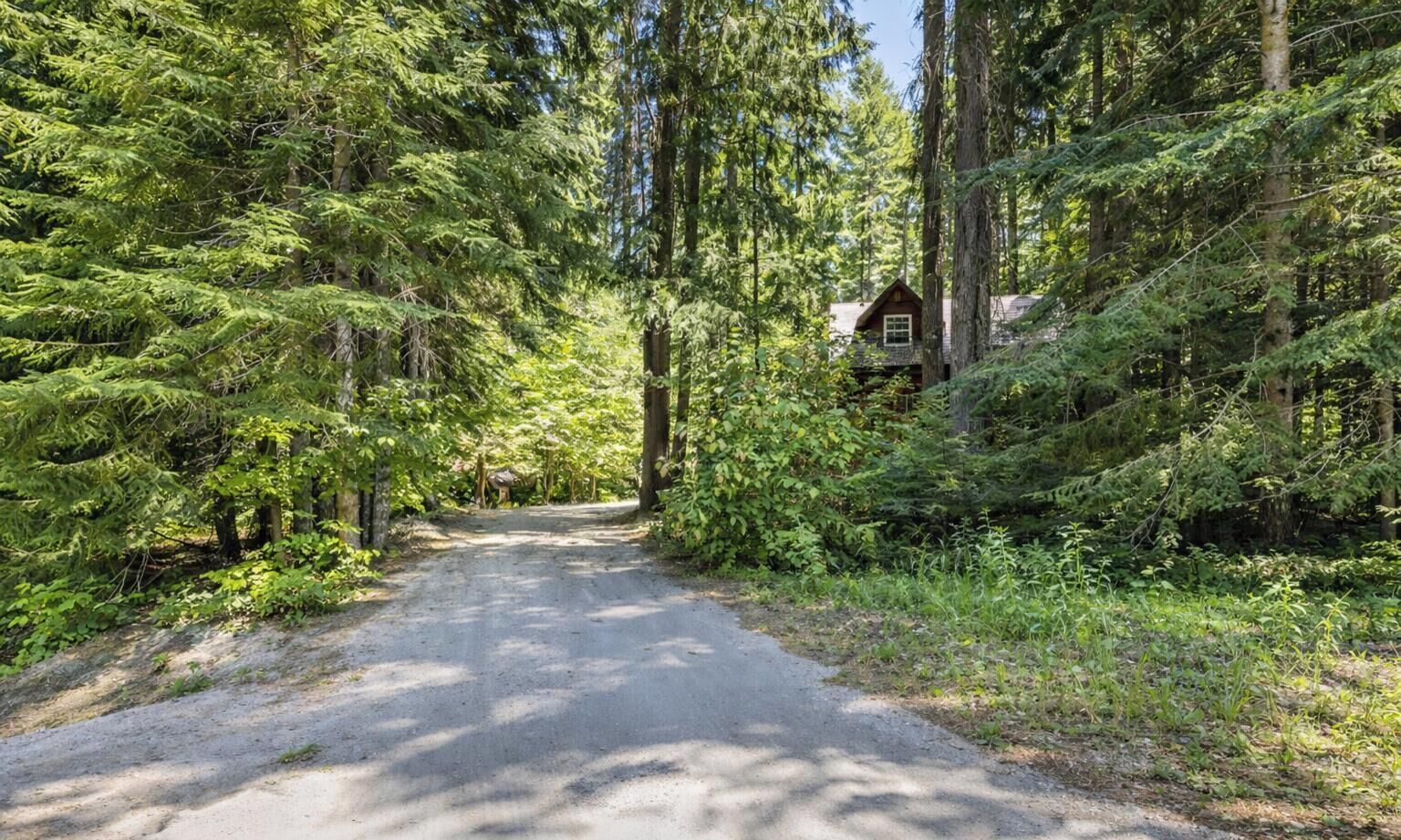 A forested road leading to a cabin surrounded by tall evergreen trees.