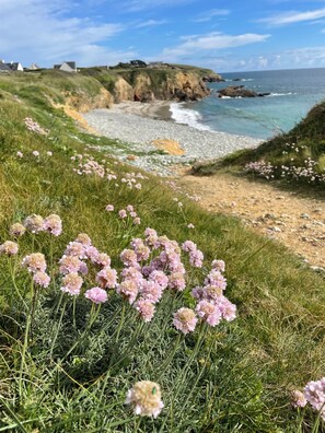Paisatge costaner amb zones de gespa i flors roses al primer pla, una platja sorrenca i l'oceà al fons.