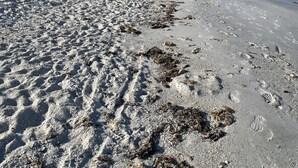 En strand med fodspor og tang i sandet, en klar himmel og et roligt hav.