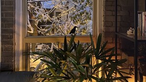 A cozy room with a large window overlooking a snow-covered tree, a bookshelf, and a clock on the wall. - 1+1 heritage loft in trendy dt Toronto (Toronto)