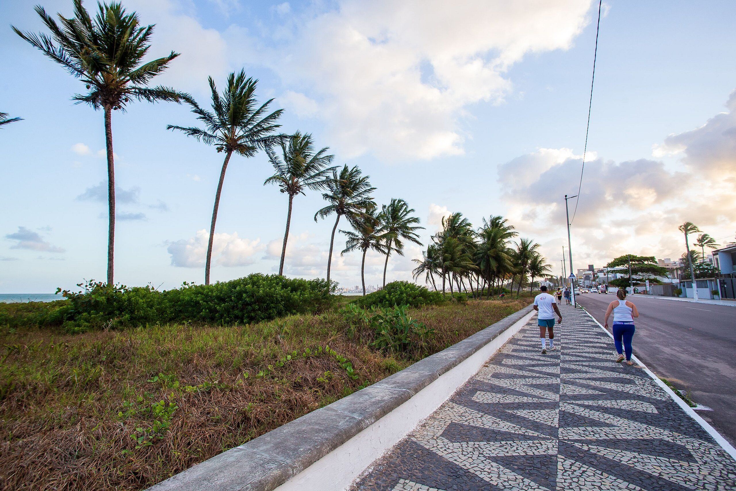 A paved walkway with palm trees and a clear sky.