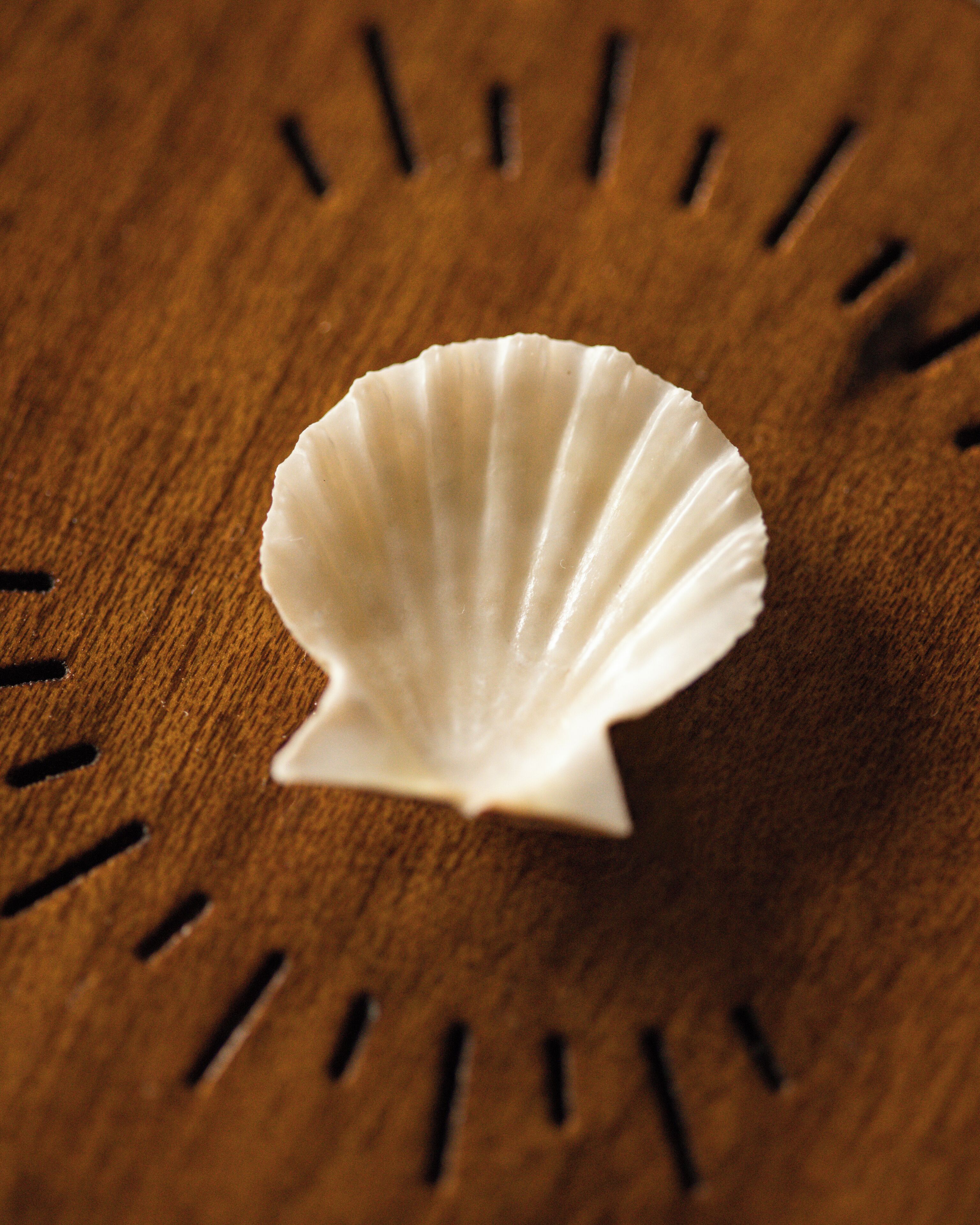 A wooden surface with a white shell in the center.