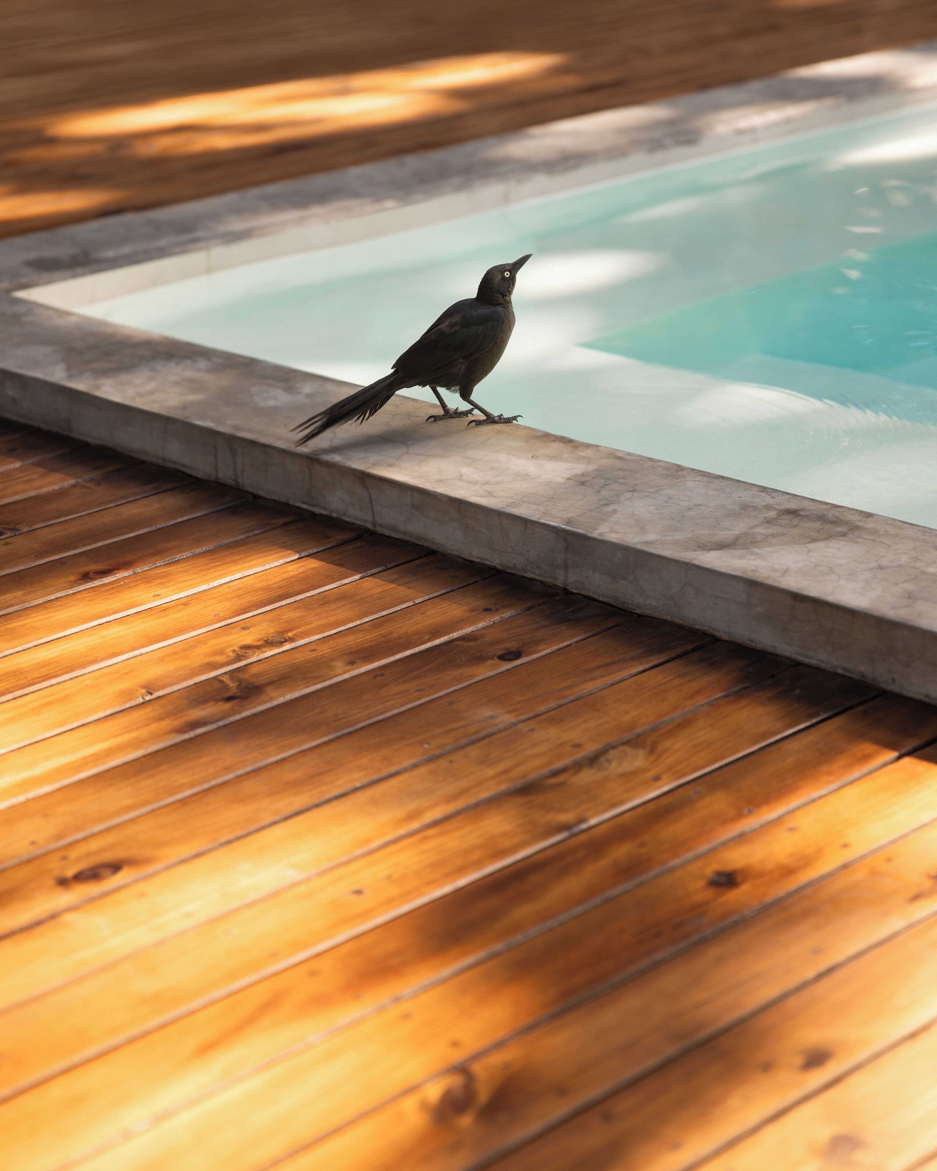 A bird perched on a pool edge with a wooden deck in the foreground.