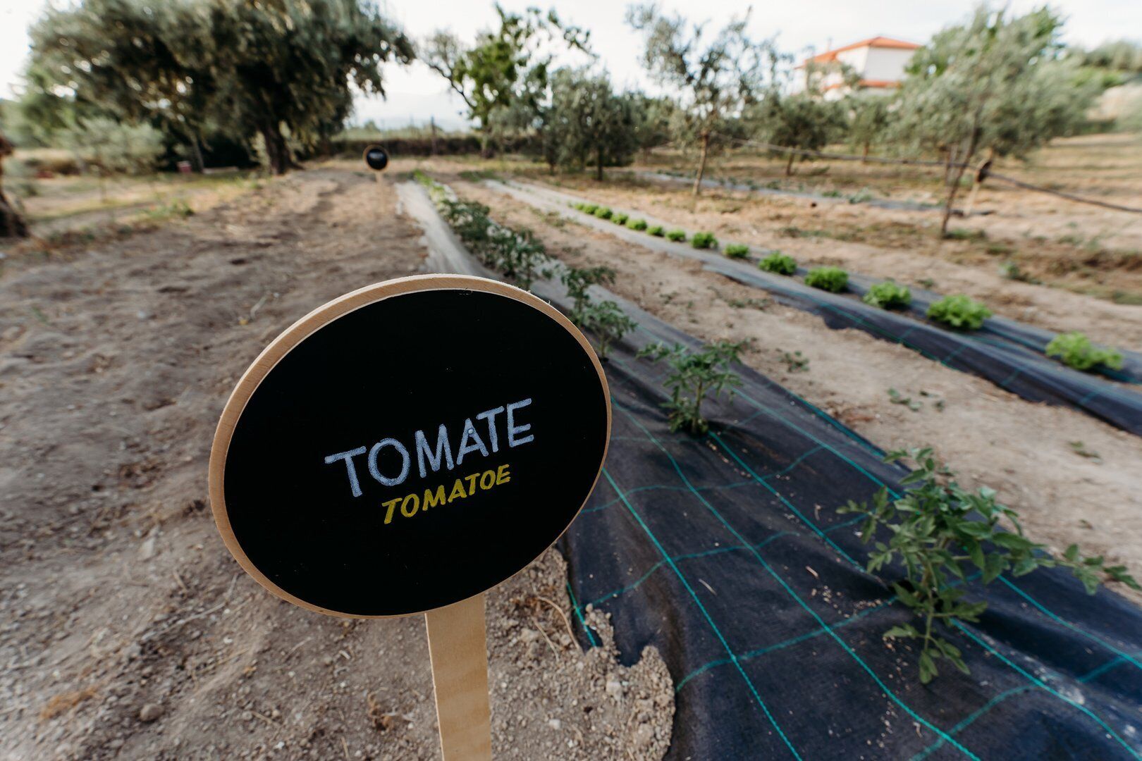 Et skilt med ordene 'TOMATE' og 'TOMATOE', placeret i et felt med rækker af tomatplanter.