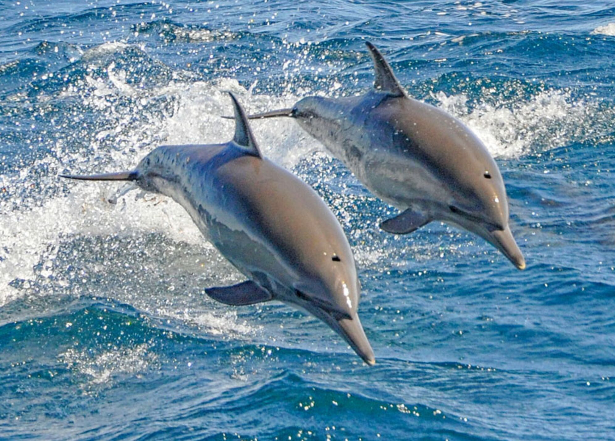 See the dolphins from the sand or up close on a boating excursion to the islands