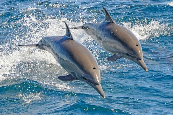 See the dolphins from the sand or up close on a boating excursion to the islands