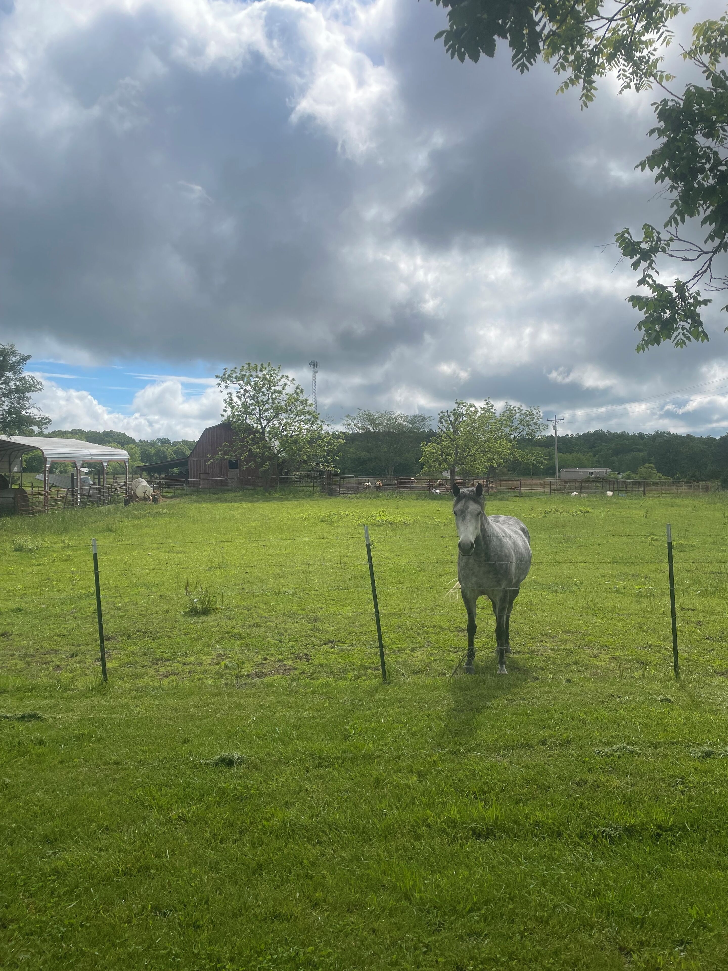 A horse in a grassy field with a barn and trees in the background.