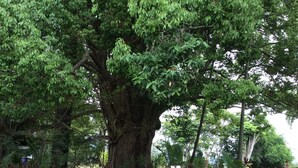 A large tree with a stone wall featuring a carved face.