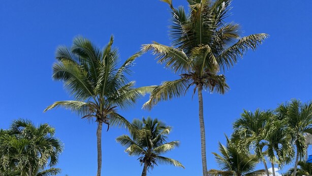 Ein klares Schwimmbecken, umgeben von Palmen und einem strahlend blauen Himmel.