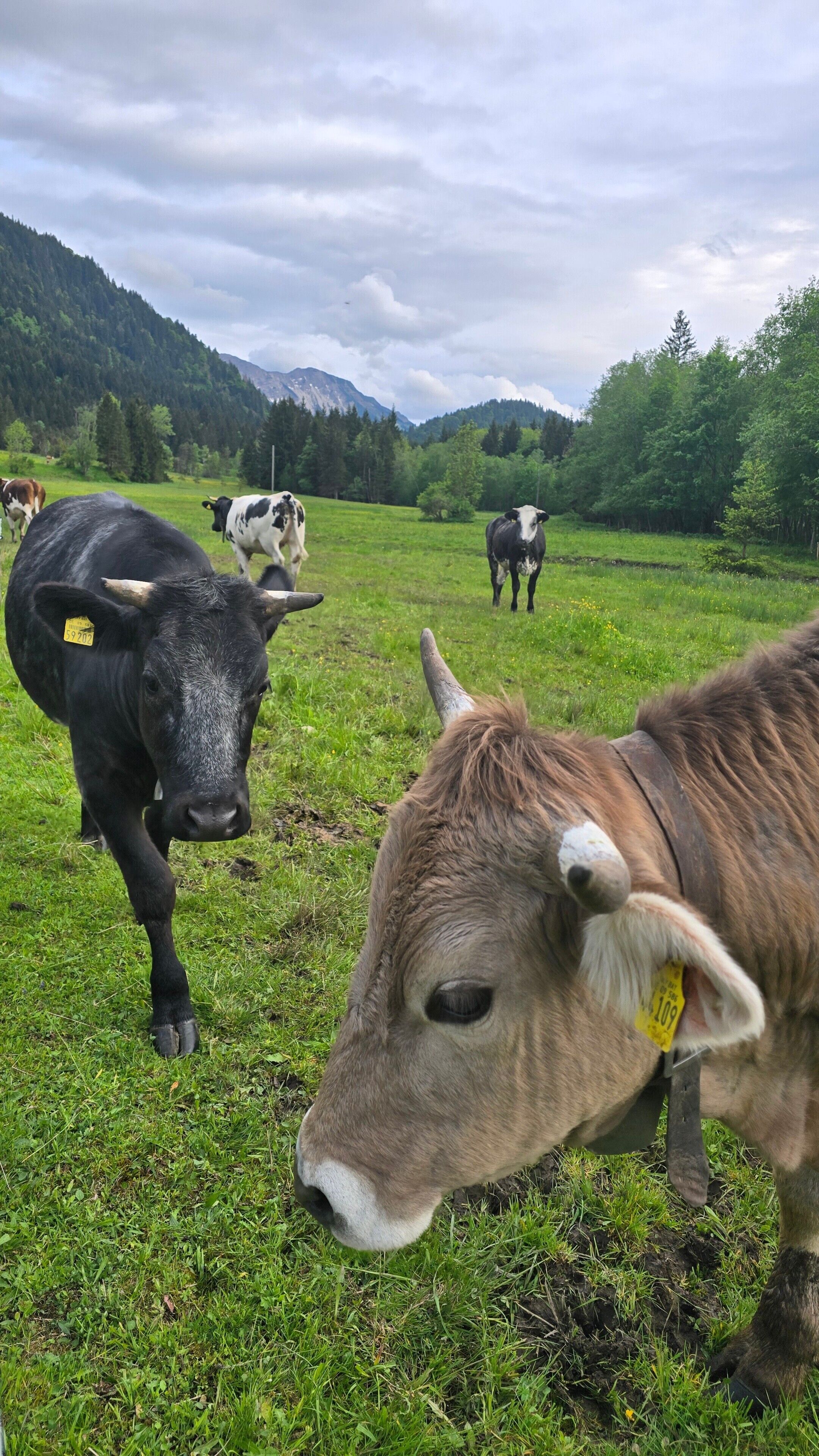 Un prato erboso con delle mucche e una montagna sullo sfondo.