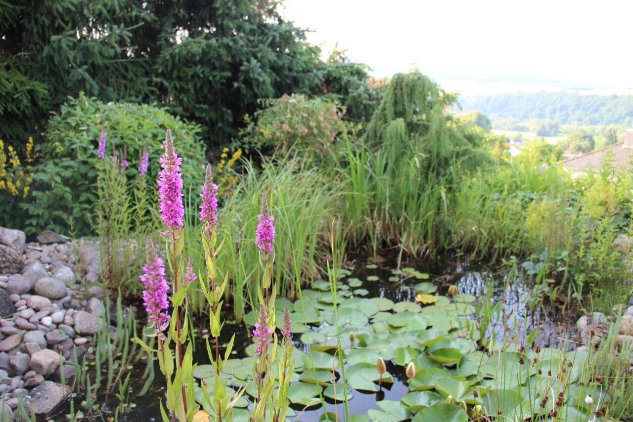 Gartenteich