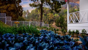 A garden with cabbages in front of a white building with a balcony.