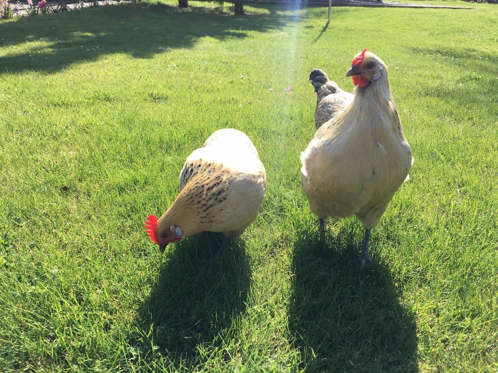 Dos gallinas en un campo cubierto de hierba.