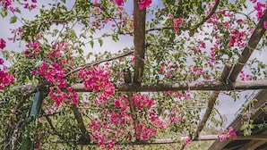 Una pergola di legno con fiori rosa e foglie verdi.