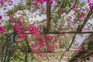 Una pérgola de madera con flores rosadas y hojas verdes.