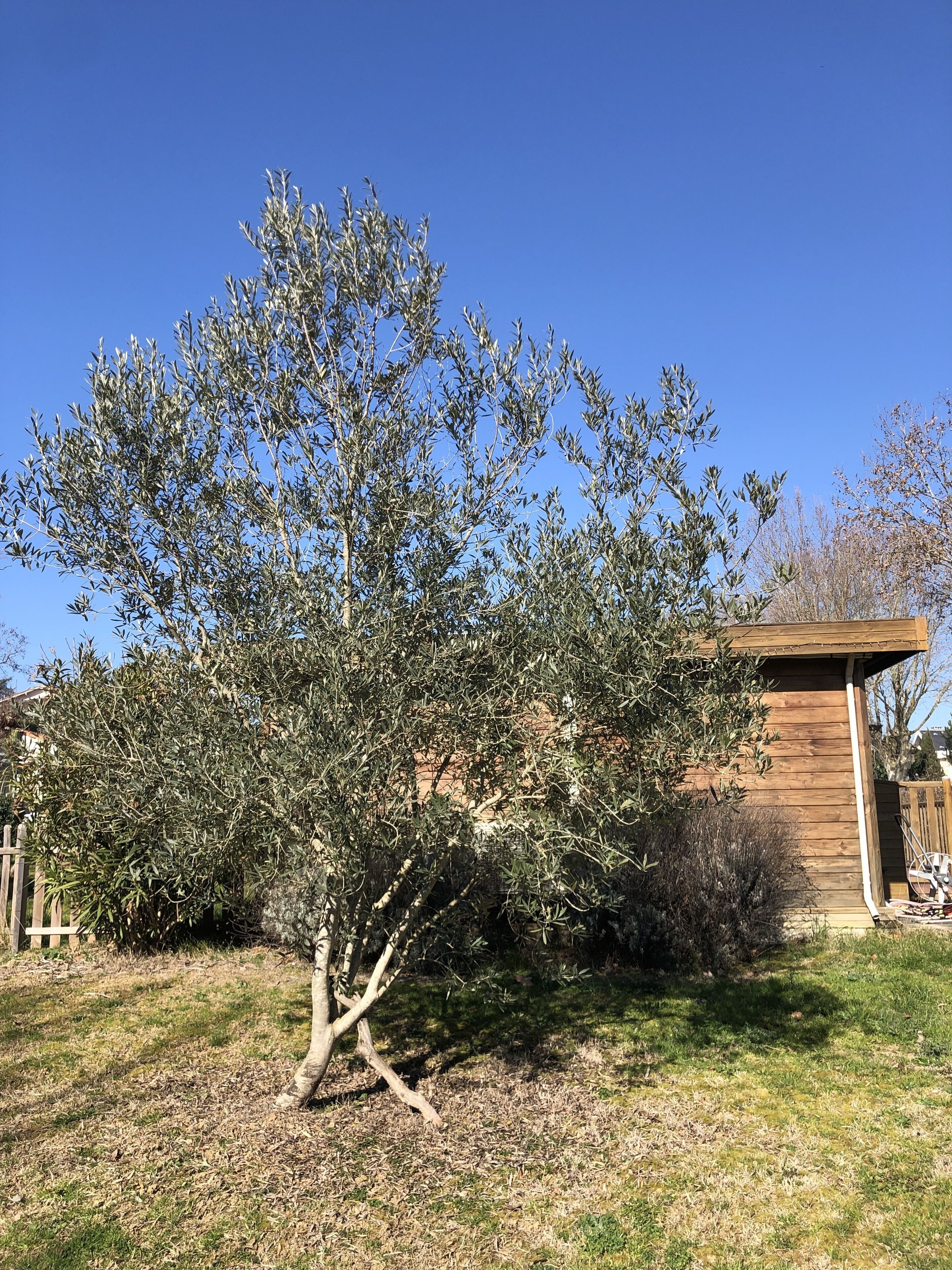A tree in a yard with a wooden structure in the background.