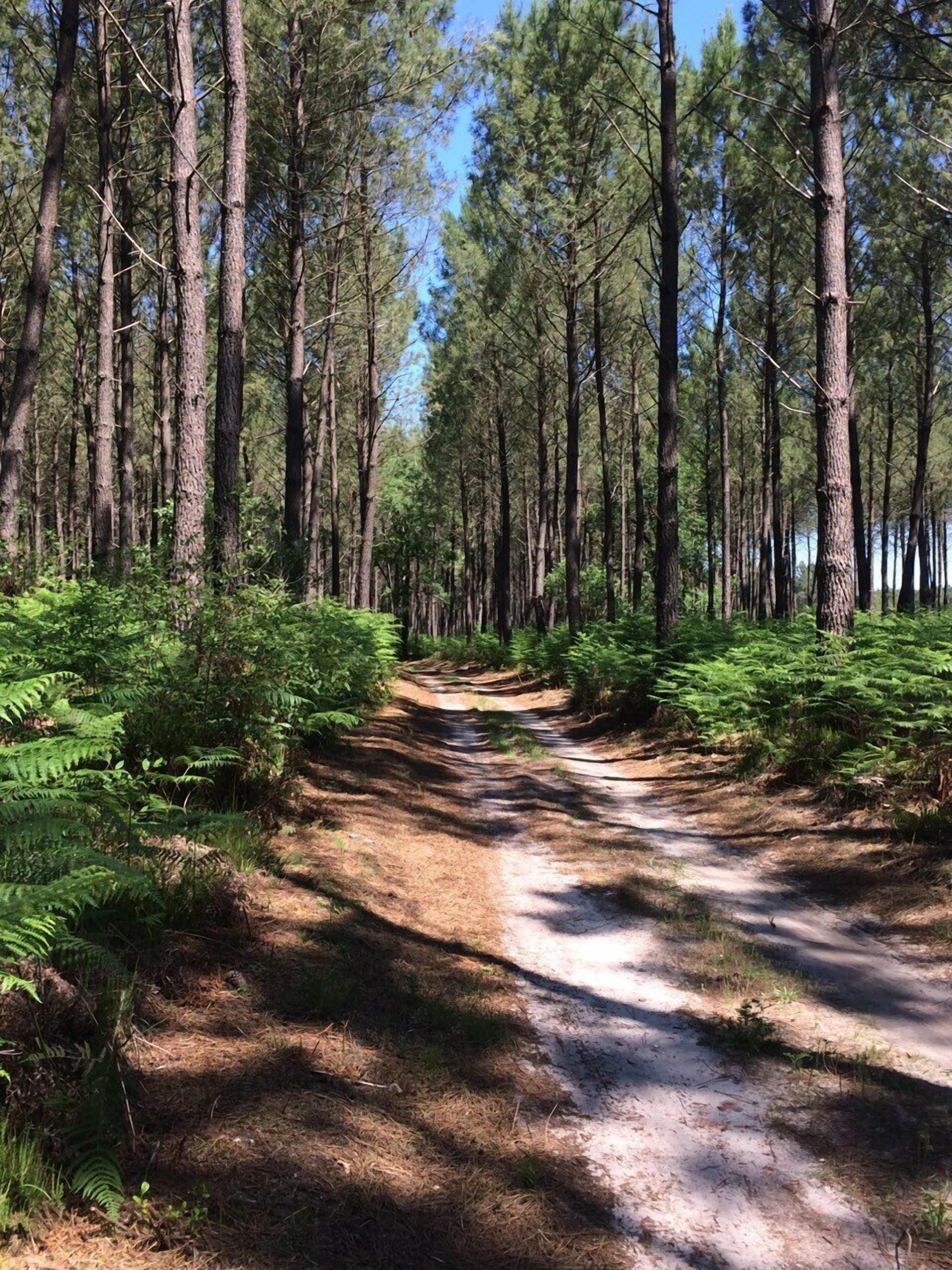 A forested area with a dirt path.