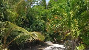 A pathway surrounded by lush greenery and palm trees.