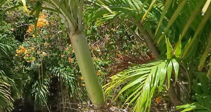 Les Cottages de Salines, Le Gosier, Grande-Terre, Guadeloupe