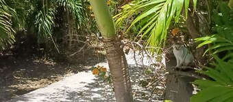 Les Cottages de Salines, Le Gosier, Grande-Terre, Guadeloupe