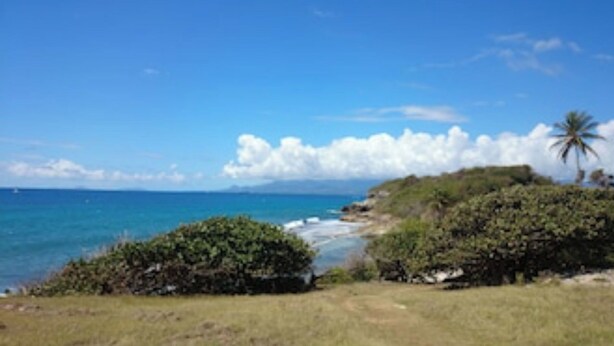 A coastal landscape with a clear view of the ocean, a palm tree, and a grassy area.