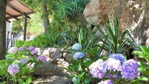 A garden with hydrangea flowers, a stone wall, and a pergola. - Charming Villa, Ischia, Punta Caruso, Forio, n.4 (forio)