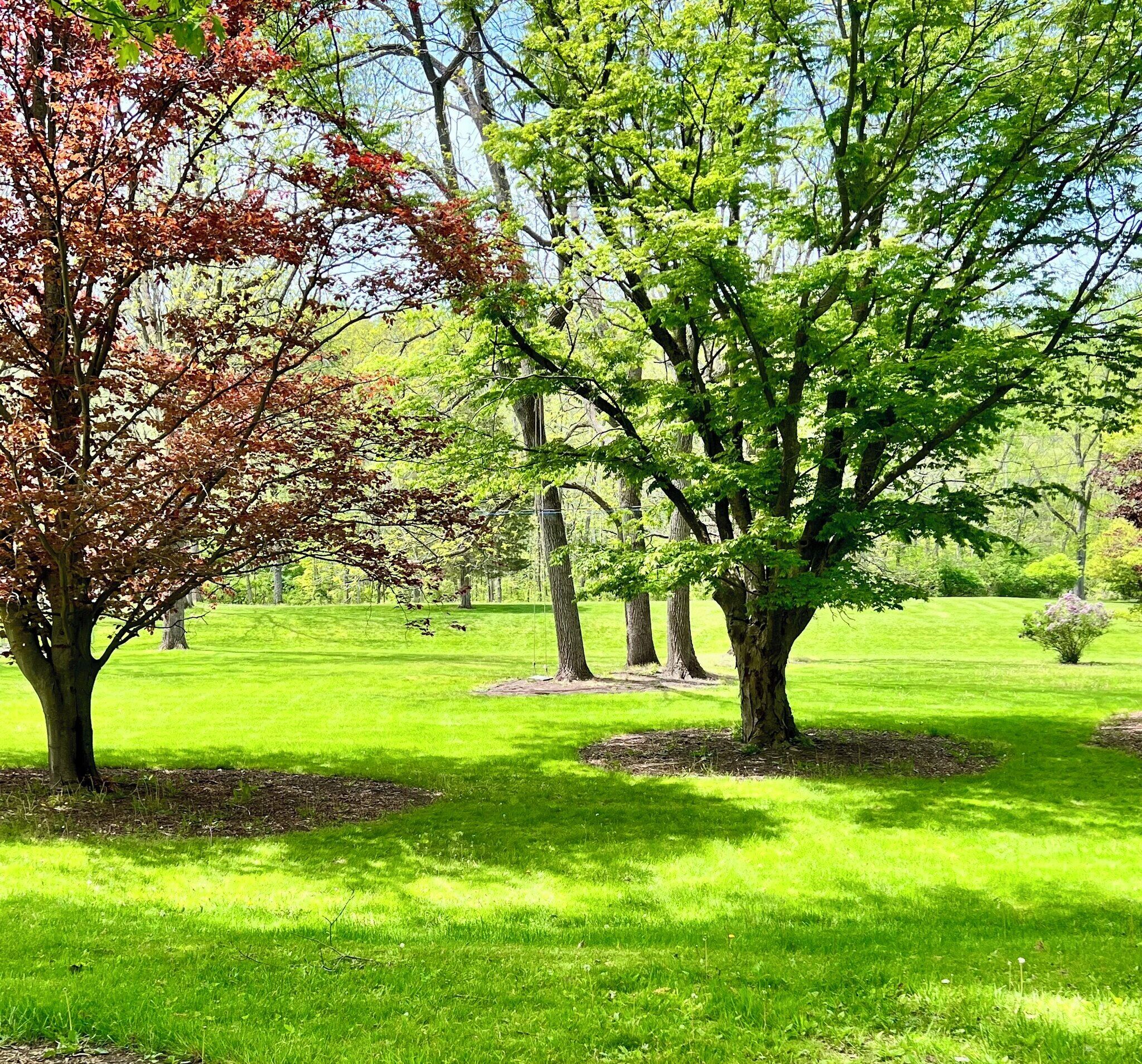 Un parque con césped verde y árboles.